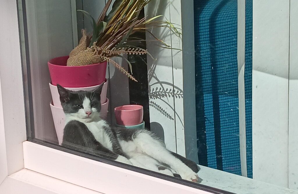 Tommy de Kater - VierJeDier Nextdoor