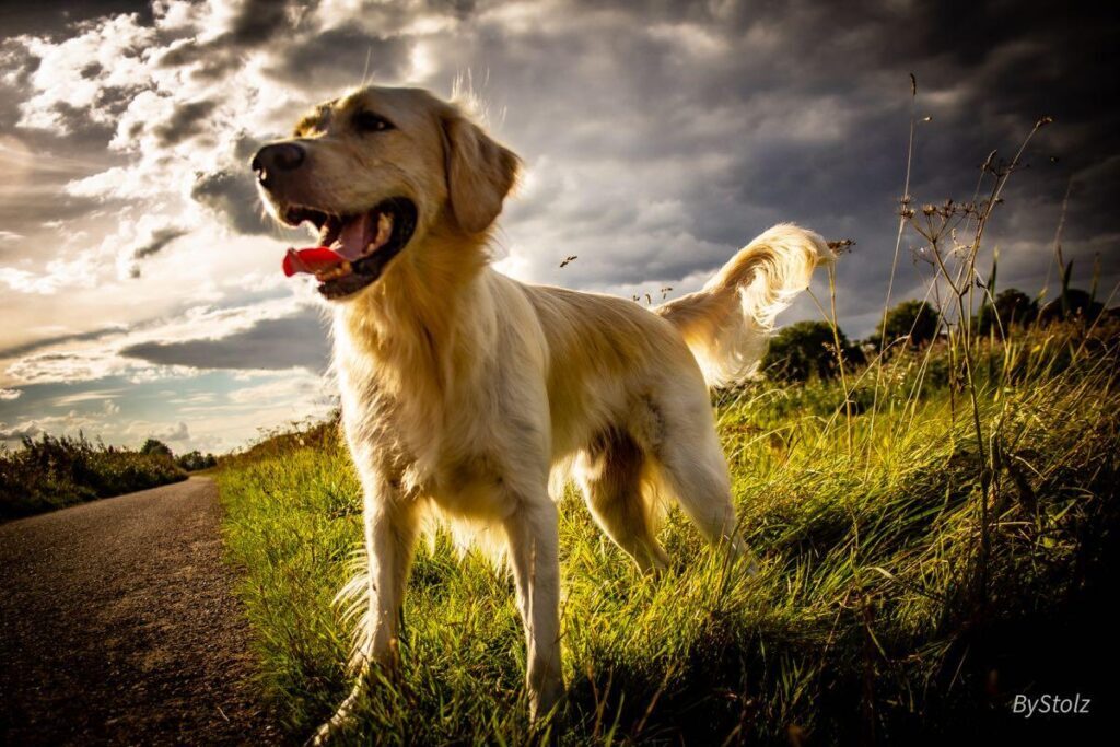 Buddy - VierJeDier Nextdoor